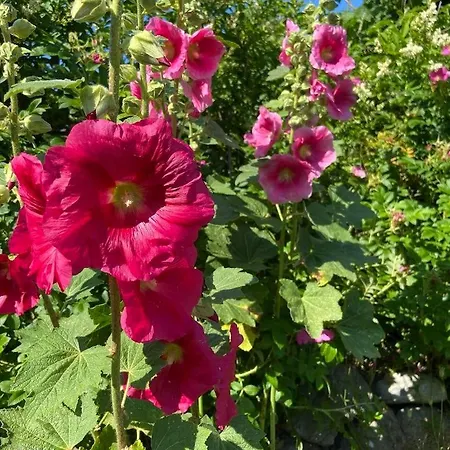 Stockrosenhuus Apartment